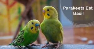 Can Parakeets Eat Basil?