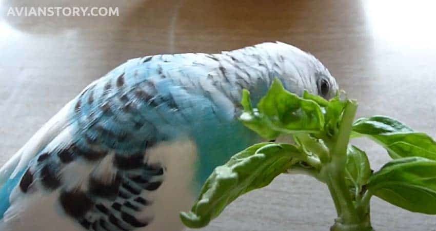 Parakeet eat basil