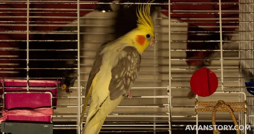 Can Cockatiels Eat Cheese?