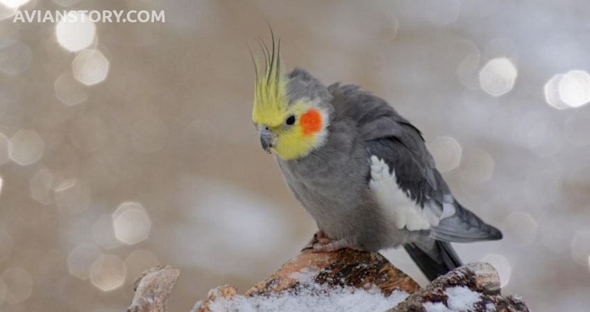 What Happens If A Cockatiel Doesn't Sleep Enough?