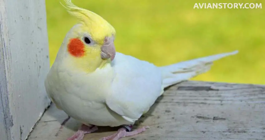 Can Cockatiels Live Alone?