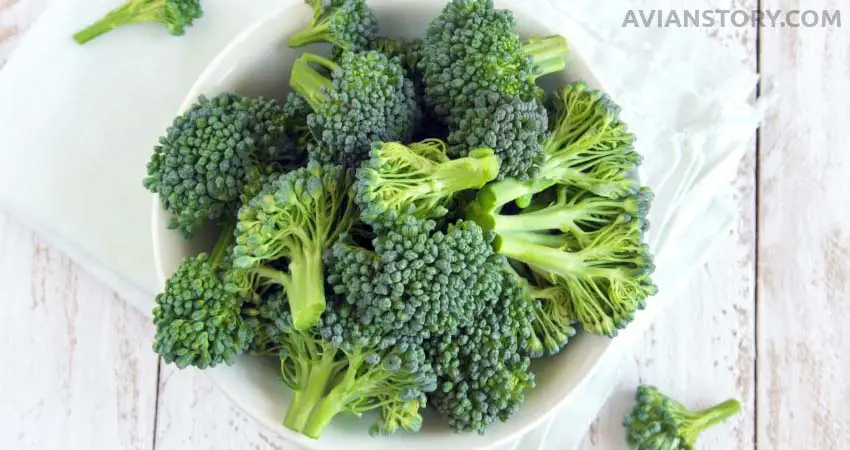 Any Dangers of Feeding Broccoli To Budgies?