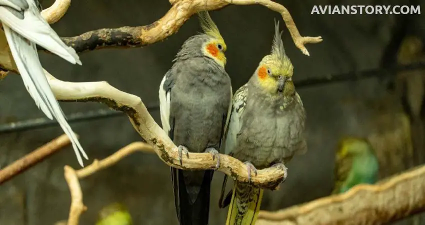 Can Two Cockatiels Be Housed Together?
