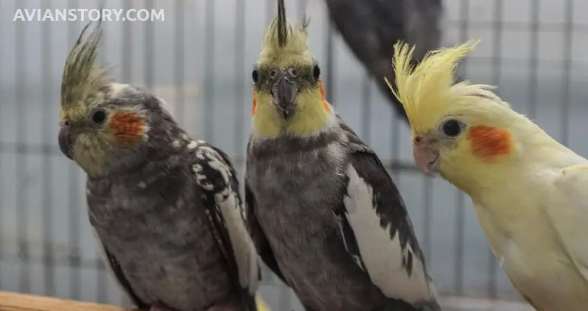What Are Cockatiels Night Frights?