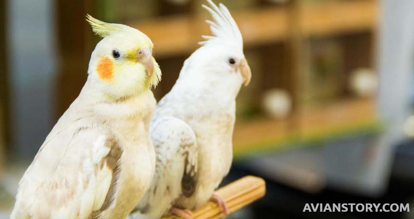 How Long Can A Cockatiel Go Without Sleep?