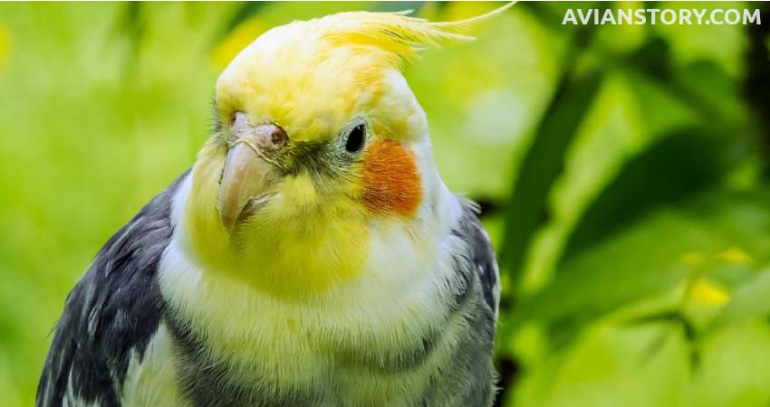 How Much Companionship Does A Cockatiel Need?