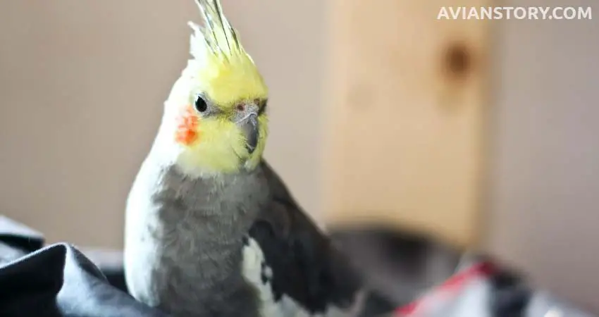 How Long Can You Leave A Cockatiel Alone?