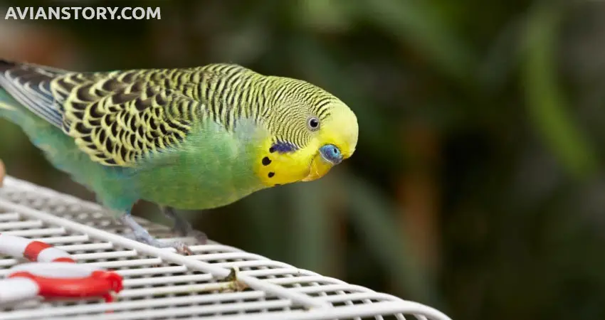 How to Get a Friend for Your Budgie?