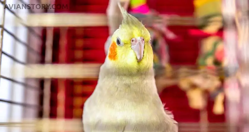 Can Cockatiels Have Separation Anxiety?