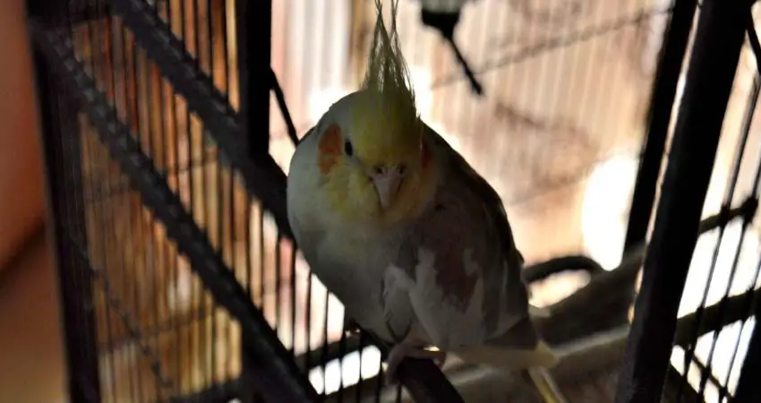 What Time Should You Cover A Cockatiel Cage At Night?