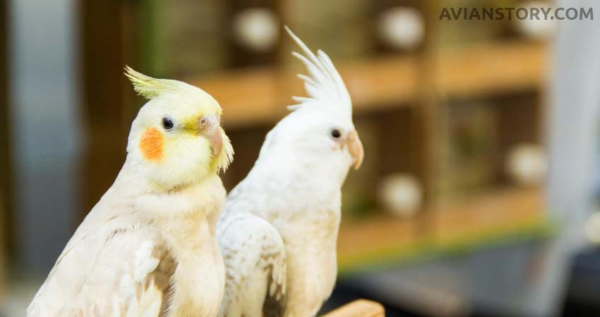 Do Cockatiels Need a Companion?