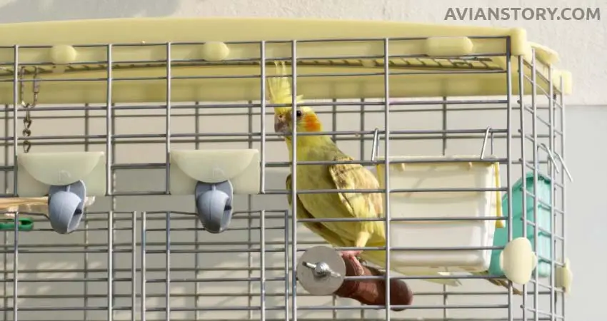 Do Cockatiels Require A Buddy For Their Happiness?