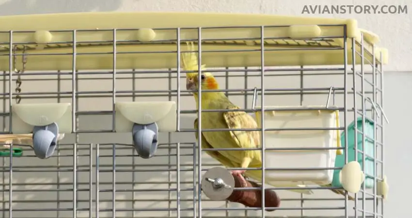 Should You Cover Cockatiel Cage At Night?