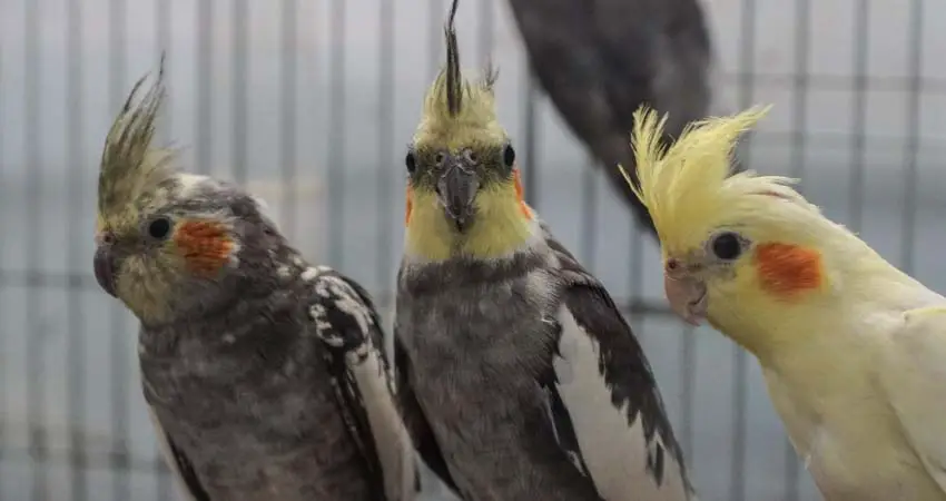 Do Cockatiels Need A Mate?