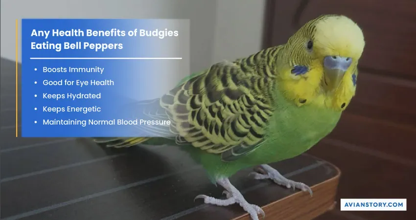 Can Budgies Eat Bell Peppers? Benefits & Precautions 1