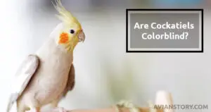 Are Cockatiels Colorblind? Know Your Pet Better!