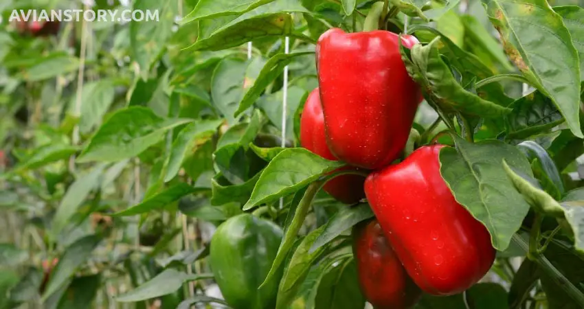 Is Bell Pepper Toxic To Budgies?