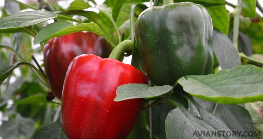 Do Budgies Like Bell Peppers?