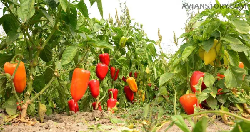 Any Health Benefits Of Budgies Eating Bell Peppers?