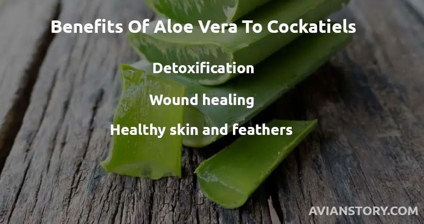 nutrients offered by aloe vera and their benefits