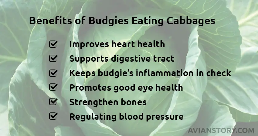 Benefits of Budgies Eating Cabbages