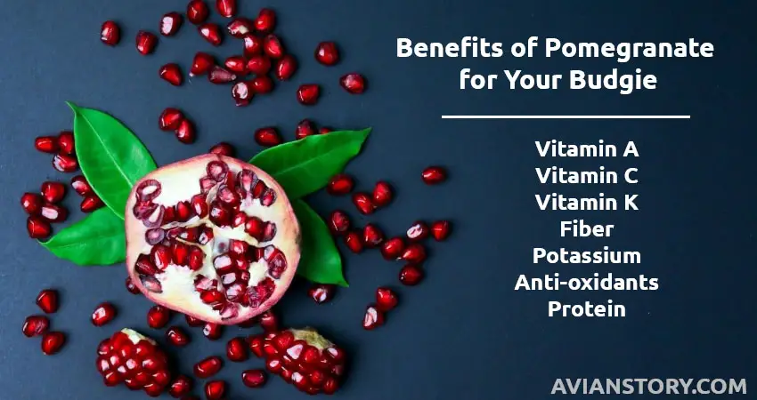 Benefits of Pomegranate for Your Budgie