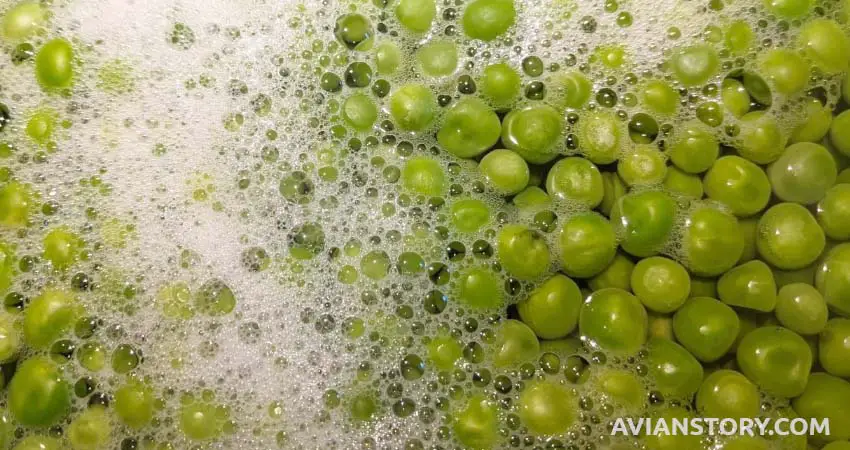 Boiled peas for Cockatiel