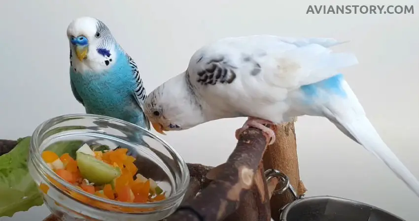 Can Budgies Eat Bell Peppers?