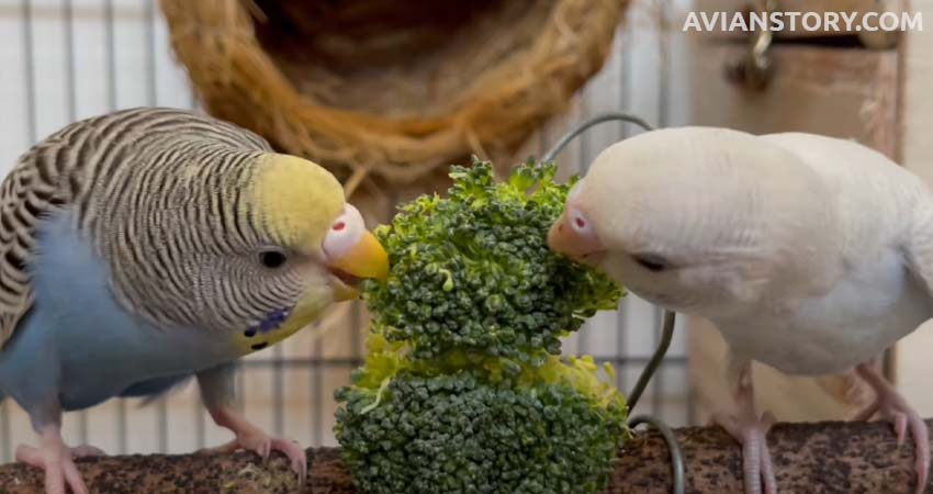 Budgies Eat Broccoli