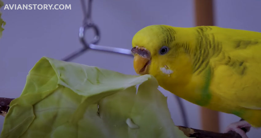 Budgies Eat Cabbage