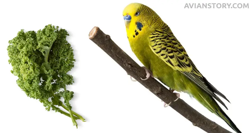 Budgies Eat Kale