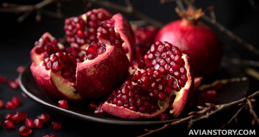 Budgies Eat Pomegranate