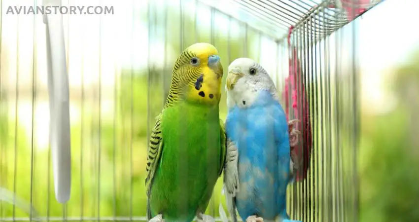 Can You Feed Budgies With Tomatoes?