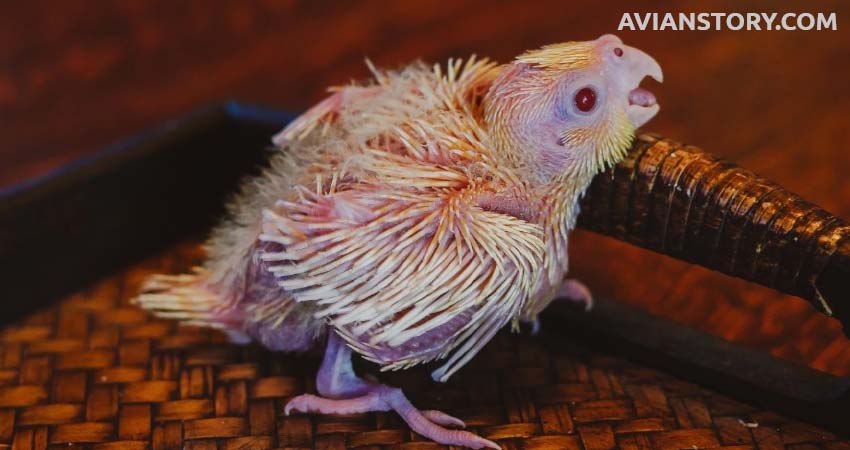 Can Baby Cockatiels Eat Graham Crackers