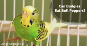 Can Budgies Eat Bell Peppers? Are Bell Peppers Toxic To Budgies?
