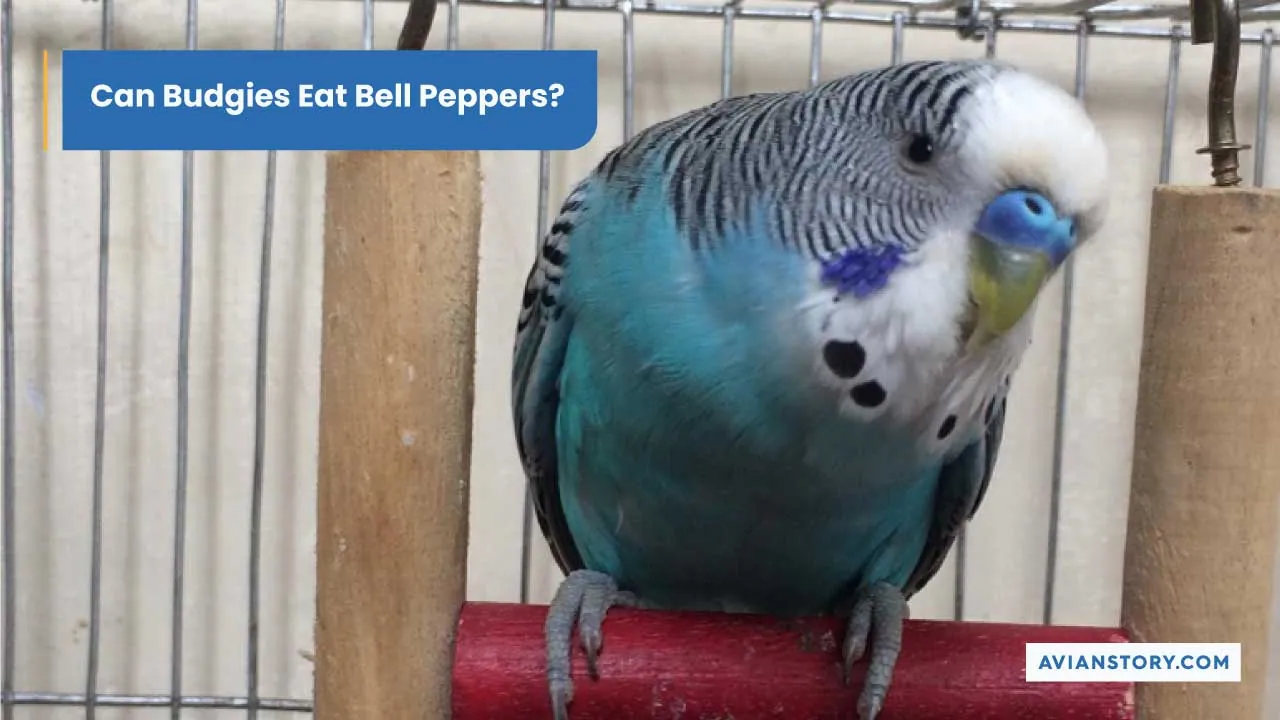 Can Budgies Eat Bell Peppers? Benefits & Precautions