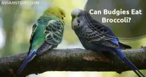 Can Budgies Eat Broccoli? Can Budgies Eat Broccoli Every Day?