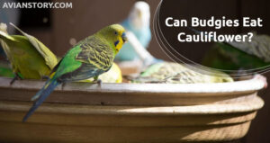 Can Budgies Eat Cauliflower? What Is the Best Way to Feed Them for Maximal Benefits?