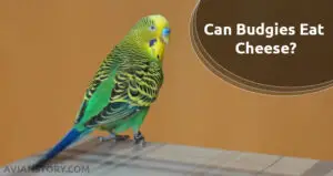 Can Budgies Eat Cheese? What Are The Benefits And Possible Downsides?
