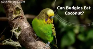 Can Budgies Eat Coconut? Is Coconut Water, Flakes & Oil Safe For Budgies?
