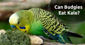 Can Budgies Eat Kale?- Is Kale Safe For Budgies