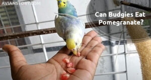 Can Budgies Eat Pomegranate?- Is It Beneficial For Budgies?