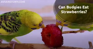 Can Budgies Eat Strawberries?-Here’s What You Need To Know!