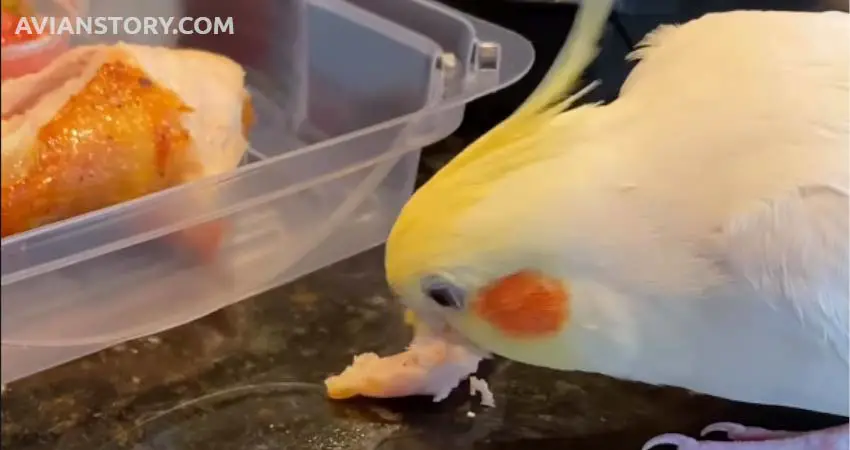 Can Cockatiels Eat Chicken? Let’s Find Out The Truth 1