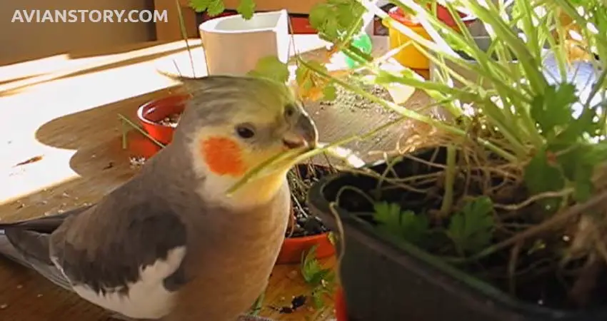 Can Cockatiels Eat Cilantro?