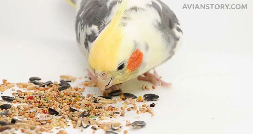 Can Cockatiels Eat Flax Seed?