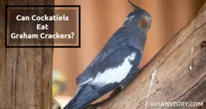 Can Cockatiels Eat Graham Crackers?