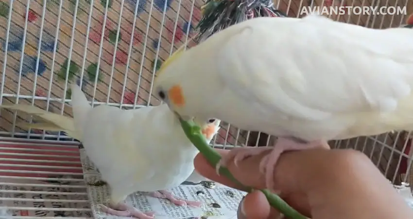 Can Cockatiels Eat Green Beans?