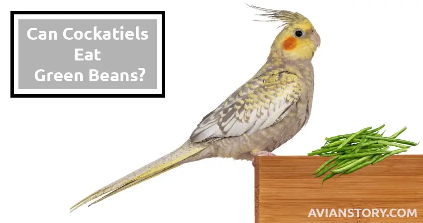 can cockatiels eat green beans