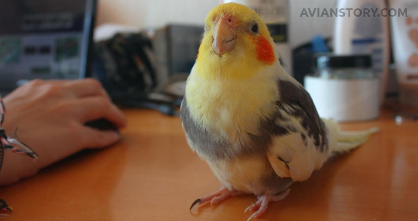 Can Cockatiels Eat Kiwi?